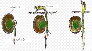 perkecambahan hipogeal kacang kapri