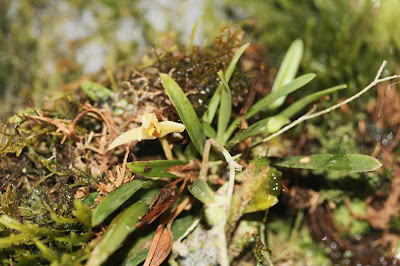 Maxillaria brachybulbon - Short-Bulbed Maxillaria care