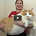 Fattest Cat in the World