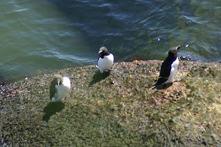 Guillemot de Troïl - Guillemot marmette - Uria aalge - Petit Pingouin - Pingouin torda - Alca torda