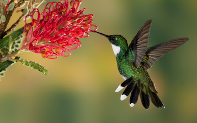 PESONA BURUNG KOLIBRI YANG KECIL TAPI INDAH PESONA BURUNG KOLIBRI YANG KECIL TAPI INDAH PESONA BURUNG KOLIBRI YANG KECIL TAPI INDAH