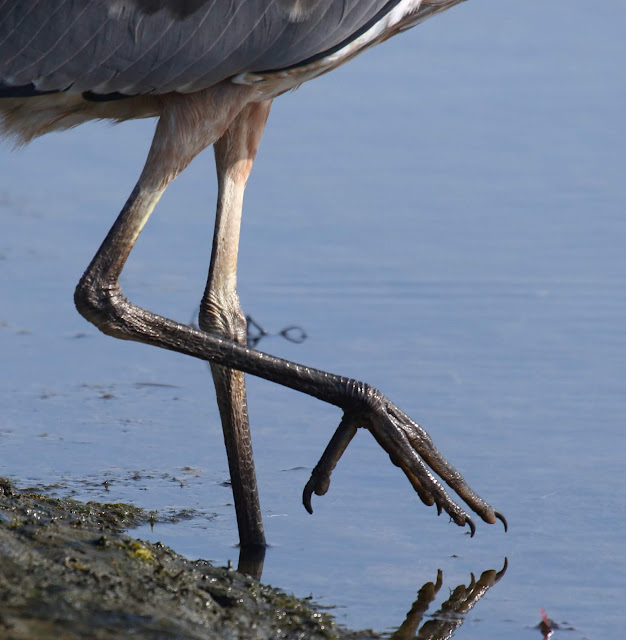 Leg and foot of Great Blue Heron