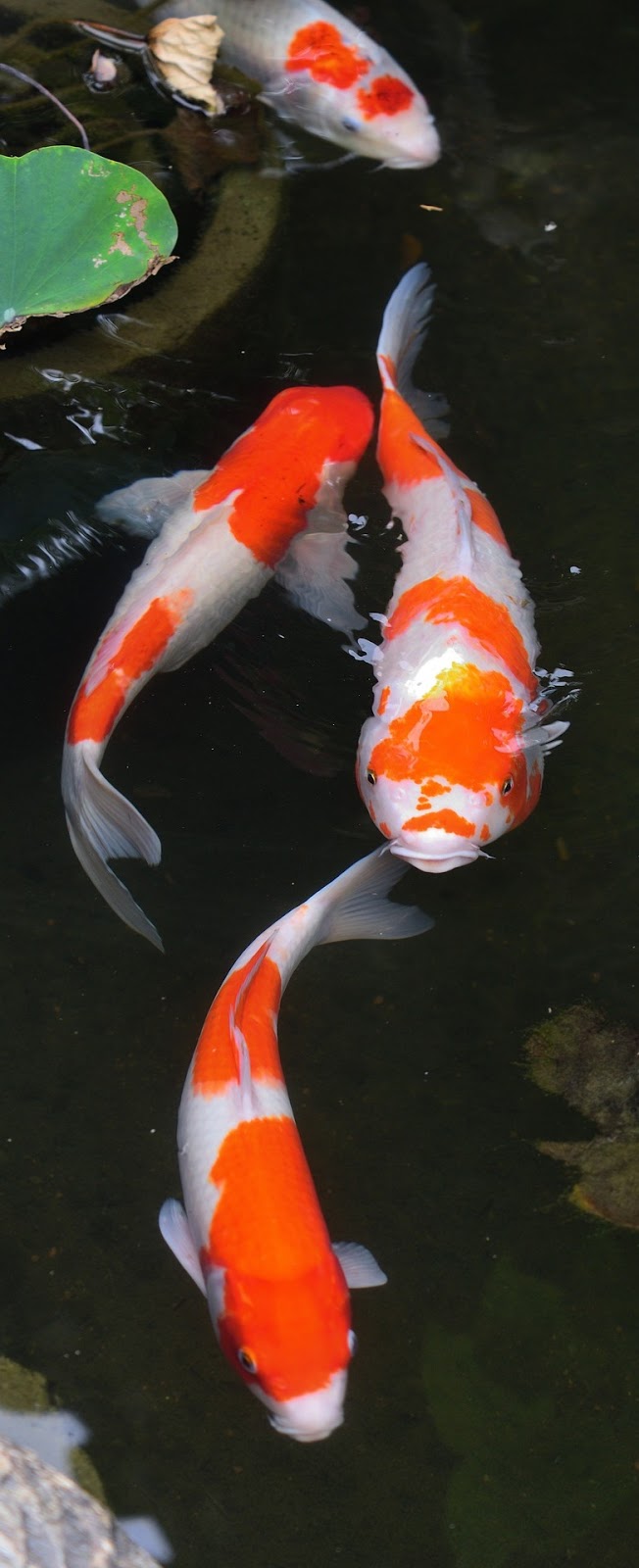 Picture of colorful koi fish at a pond.