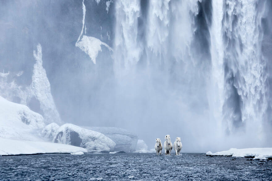 Captivating Photo Series Captures The Beauty Of Icelandic Horses