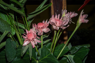 Plantas Alimentícias não convencionais, permacultura e produção de ovos no Rural Produtivo