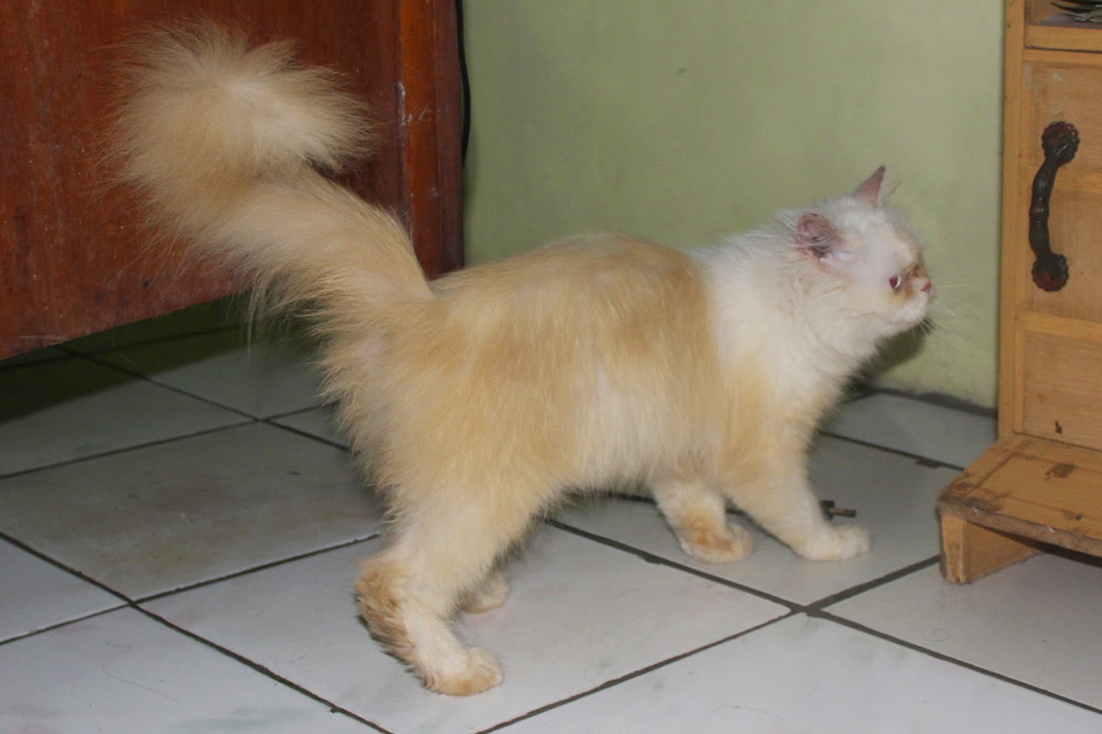 HARGA KUCING PERSIA PEAKNOSE ~ SEGITU PETSHOP