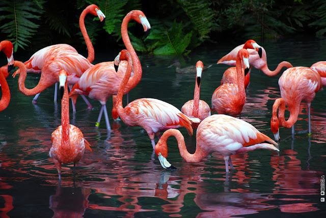 Flamingo Birds Wallpapers