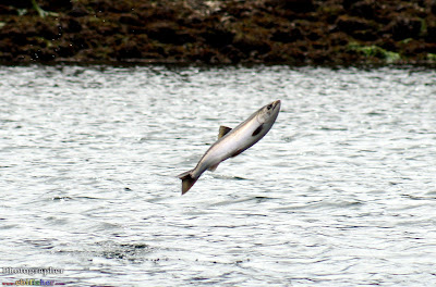 salmon coho capilano river north vancouver bc