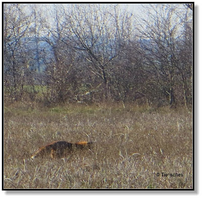 Fuchs auf Nahrungssuche