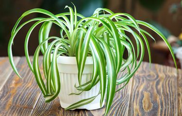 Spider Plant (Chlorophytum comosum)