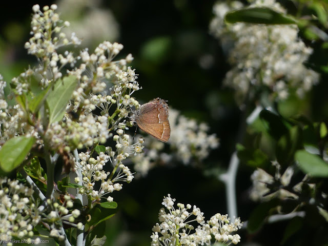 34: butterfly on bush