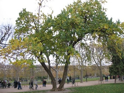 Osage Orange Tree. This Osage Orange is located