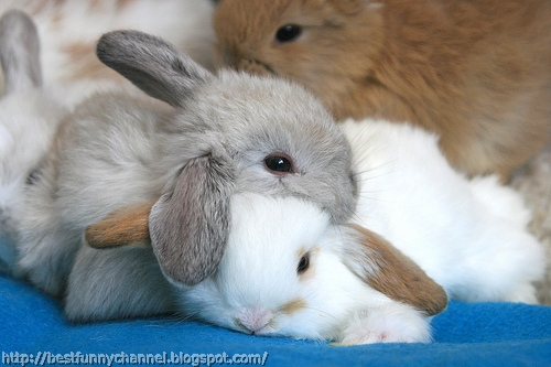 Two cute bunny.        