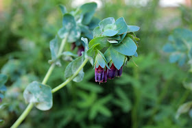 Cerinthe flower, also known as honeywort