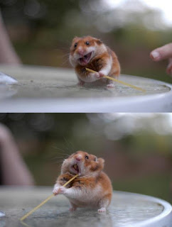 Hamster vs. spaghetti noodle hamster meme