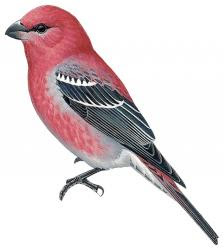 Pine Grosbeak