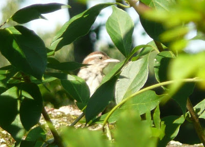 Carolina wren