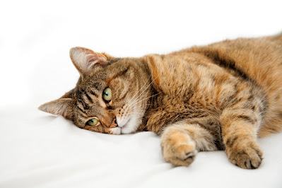 Heat stroke in cats - Symptoms and first aid
