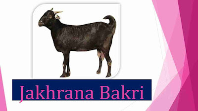 Jakhrana_Bakri