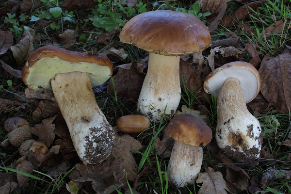 Boletus edulis