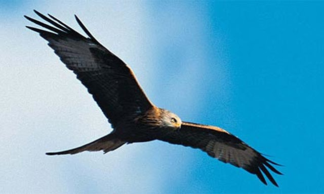 Kites Birds Of Prey