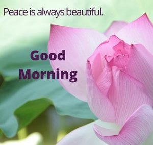 111 Good morning flowers images free download wallpapers with quotes pics