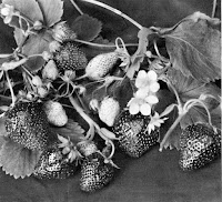 Banner strawberries