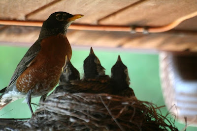 Robin nest, baby birds ~ the miracle of life :: All Pretty Things