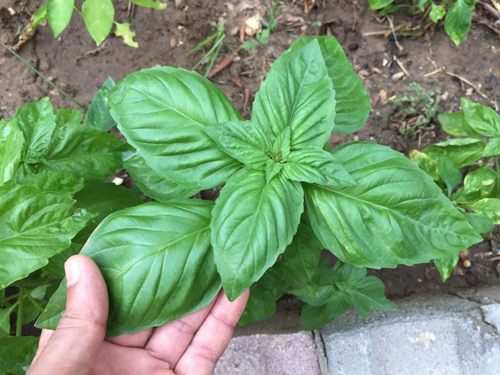 Basil is called by many names like sweet basil or even Thai basil, but all of its common names refer to the herb's botanical name, Ocimum basilicum.