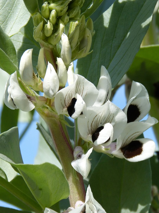 The goal in timing the planting out of broad beans is to have them flowering prolifically when the threat of frost has passed. The plant itself can handle very cold conditions, but frosts will cause flower drop.