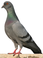 Columba Livia