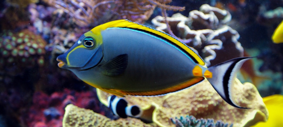 Kumpulan Gambar Ikan Hias Air Laut