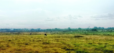 முன்பொரு நாள் இங்கு ஒரு பெருங்காடிருந்தது