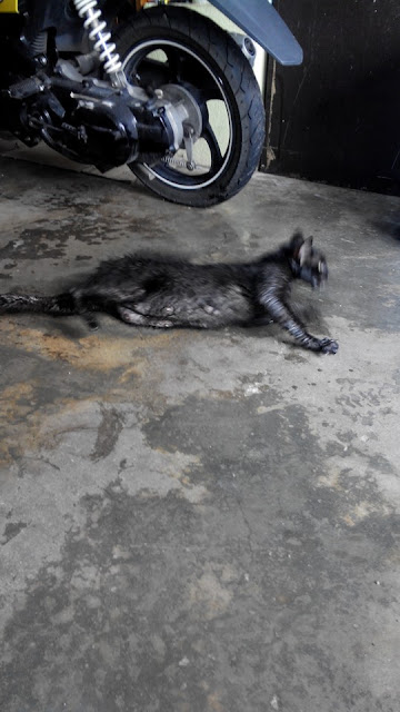 anak kcuing ,gambar kucing, kucing mati diracun