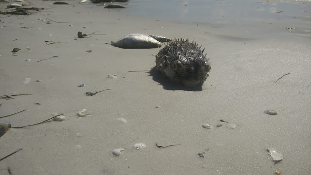 https://en.wikipedia.org/wiki/Red_tide