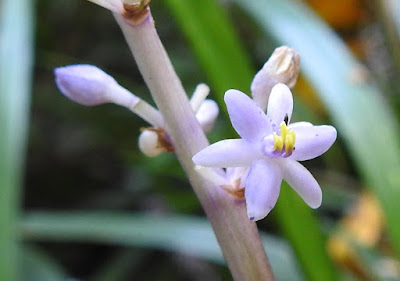 麥門冬的花