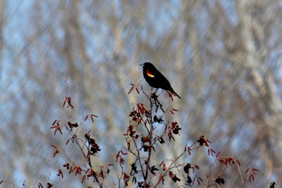 early April, red-winged blackbird