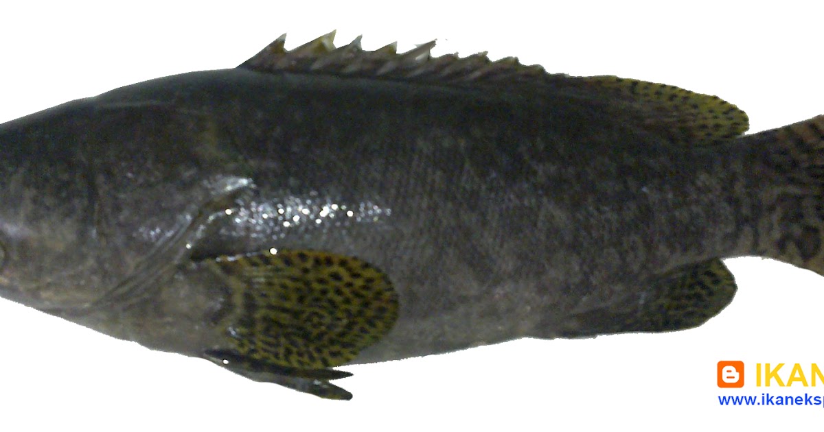  Ikan  Eksport Kerapu Lionta