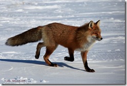 RedFox3sm_0435