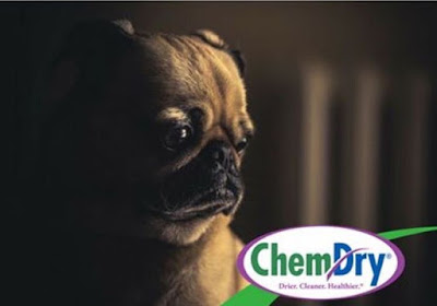 Pet urine odor removal Burleson Cleburne Grandview Joshua