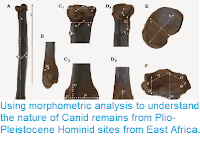 https://sciencythoughts.blogspot.com/2014/11/using-morphometric-analysis-to.html