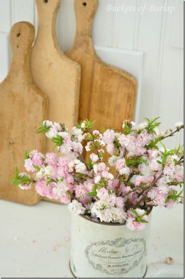 Pink blooms 2