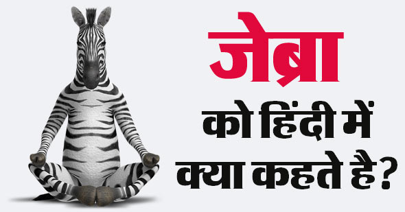 जेब्रा (Zebra) को हिंदी में क्या कहते हैं?