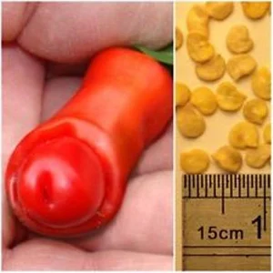 benih biji cabe peter pepper