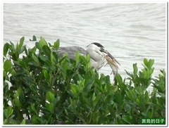 20101026_123355_024_Kuantu
