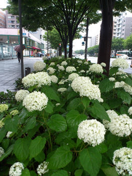 雨の日の匂いは地球の匂い