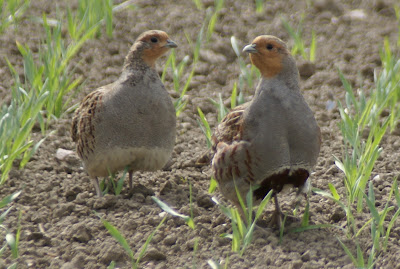 Patriis - Patrijs - Perdix perdix