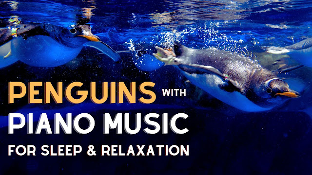 Arctic Penguins Swim with Relaxing Piano Music for Sleep & Relaxation