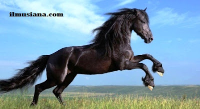 Kuda (Equus caballus) hewan cepat