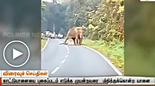 Yanaiyai Photo Edukka Muyandravarai Midhitthu Kondra Yanai - Viral Video Tamil News, Elephant kills a man who want to just take a photo